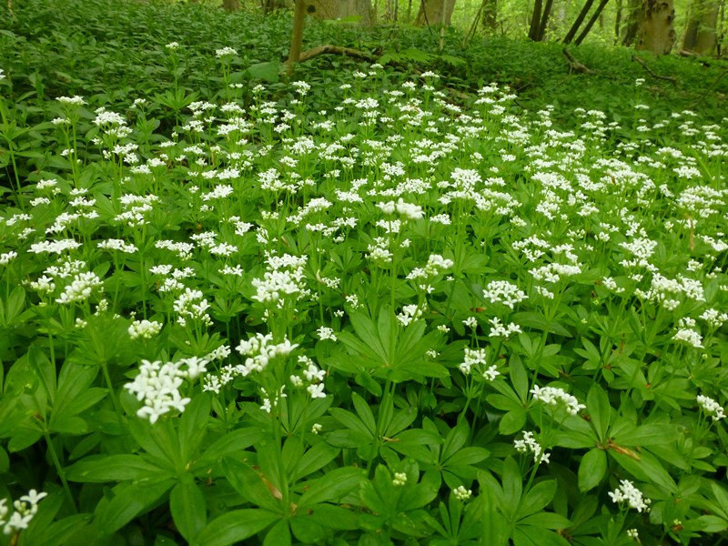 Harzburger Wanderseite: Waldmeister